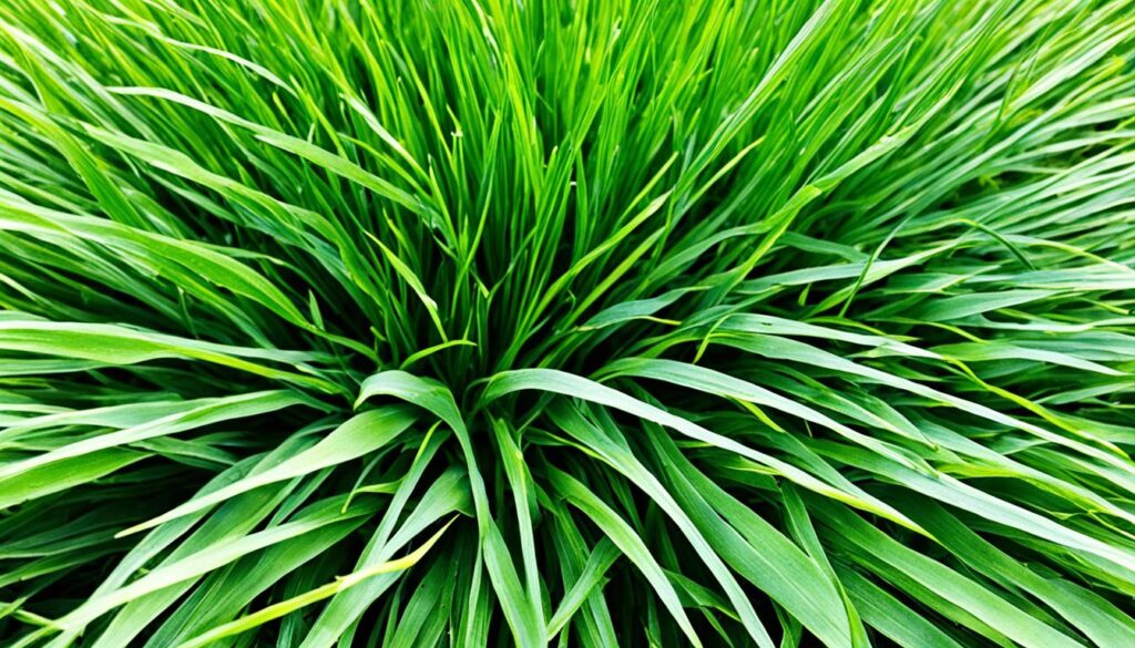 drought-resistant grass drought-resistant grass